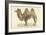 A Bactrian Camel-Werner-Framed Giclee Print