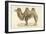 A Bactrian Camel-Werner-Framed Giclee Print