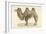 A Bactrian Camel-Werner-Framed Giclee Print