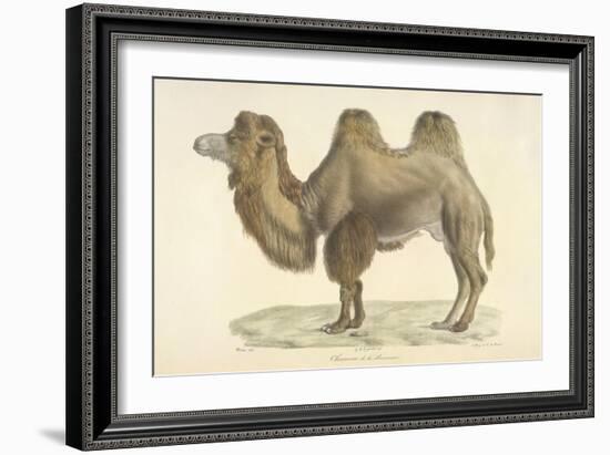 A Bactrian Camel-Werner-Framed Giclee Print