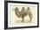 A Bactrian Camel-Werner-Framed Giclee Print