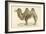 A Bactrian Camel-Werner-Framed Giclee Print