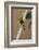 A baglafecht weaver perched on a twig.-Larry Richardson-Framed Photographic Print