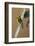 A baglafecht weaver perched on a twig.-Larry Richardson-Framed Photographic Print