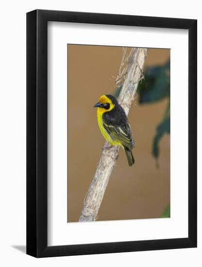 A baglafecht weaver perched on a twig.-Larry Richardson-Framed Photographic Print