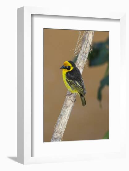 A baglafecht weaver perched on a twig.-Larry Richardson-Framed Photographic Print