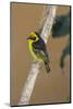 A baglafecht weaver perched on a twig.-Larry Richardson-Mounted Photographic Print