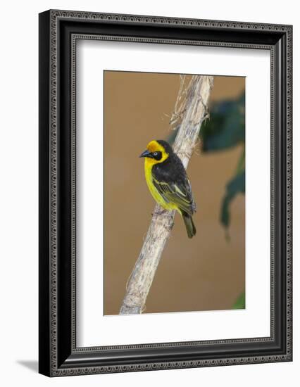 A baglafecht weaver perched on a twig.-Larry Richardson-Framed Photographic Print