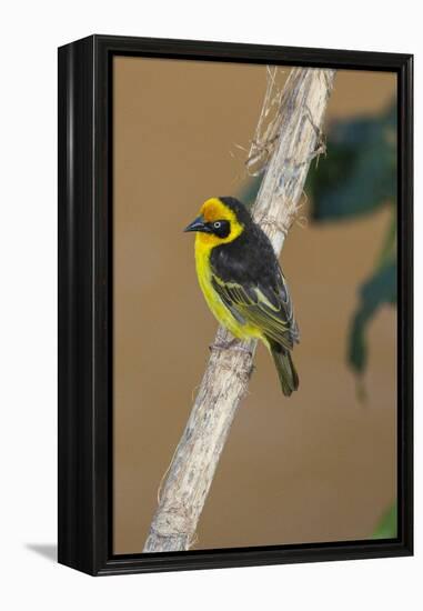 A baglafecht weaver perched on a twig.-Larry Richardson-Framed Premier Image Canvas