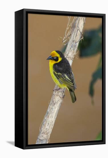 A baglafecht weaver perched on a twig.-Larry Richardson-Framed Premier Image Canvas