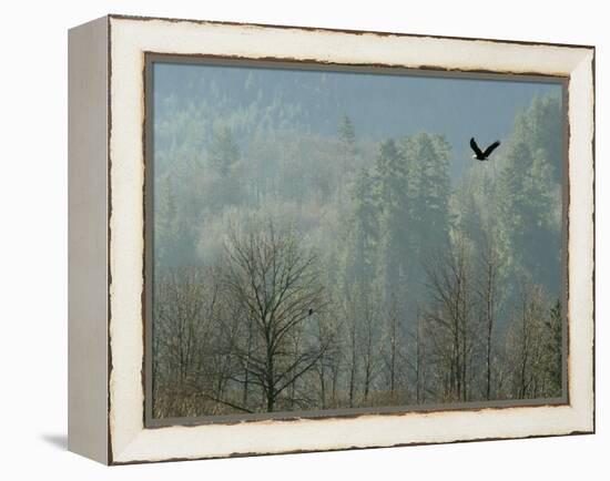 A Bald Eagle Flies Through the Mist High Above the Skagit River-null-Framed Premier Image Canvas