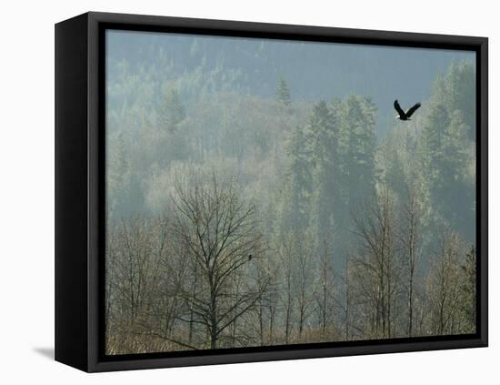 A Bald Eagle Flies Through the Mist High Above the Skagit River-null-Framed Premier Image Canvas