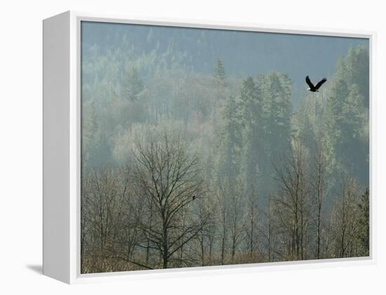 A Bald Eagle Flies Through the Mist High Above the Skagit River-null-Framed Premier Image Canvas