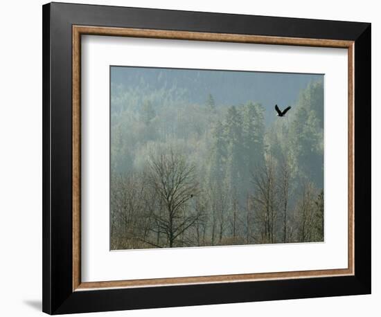 A Bald Eagle Flies Through the Mist High Above the Skagit River-null-Framed Premium Photographic Print