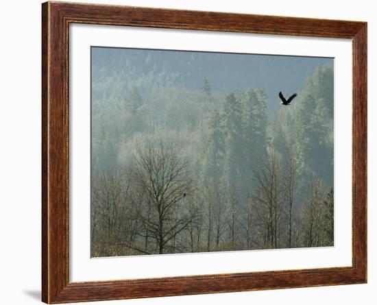 A Bald Eagle Flies Through the Mist High Above the Skagit River-null-Framed Photographic Print