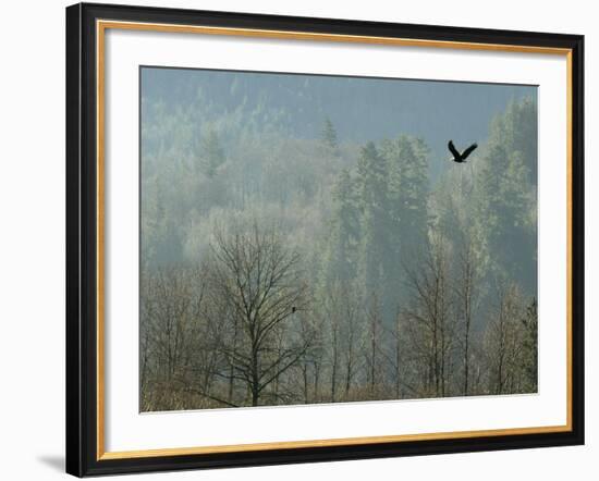 A Bald Eagle Flies Through the Mist High Above the Skagit River-null-Framed Photographic Print