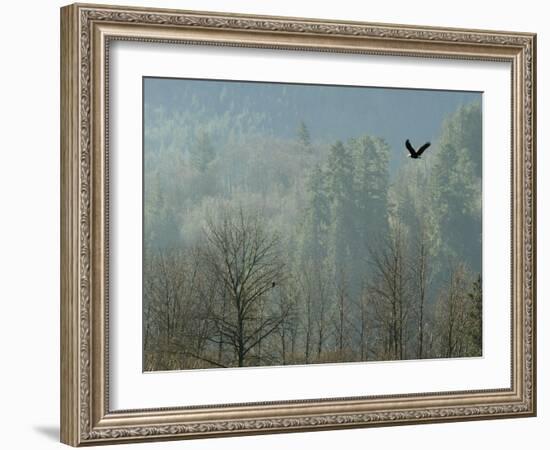 A Bald Eagle Flies Through the Mist High Above the Skagit River-null-Framed Photographic Print