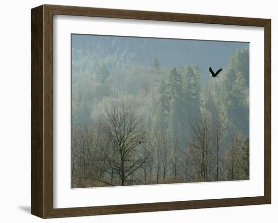 A Bald Eagle Flies Through the Mist High Above the Skagit River-null-Framed Photographic Print