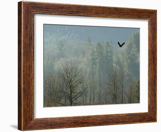 A Bald Eagle Flies Through the Mist High Above the Skagit River-null-Framed Photographic Print