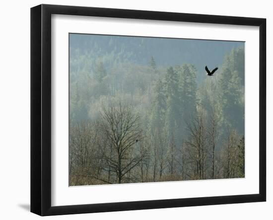 A Bald Eagle Flies Through the Mist High Above the Skagit River-null-Framed Photographic Print