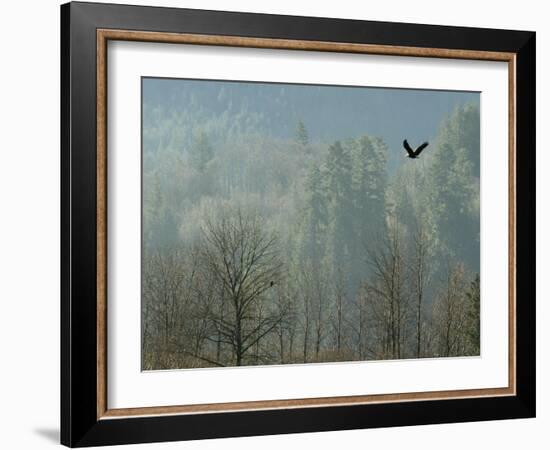 A Bald Eagle Flies Through the Mist High Above the Skagit River-null-Framed Photographic Print