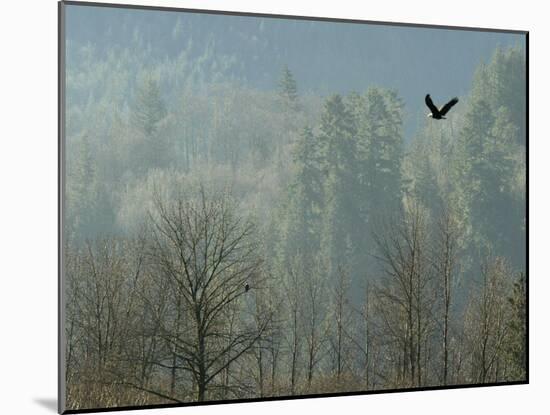 A Bald Eagle Flies Through the Mist High Above the Skagit River-null-Mounted Photographic Print