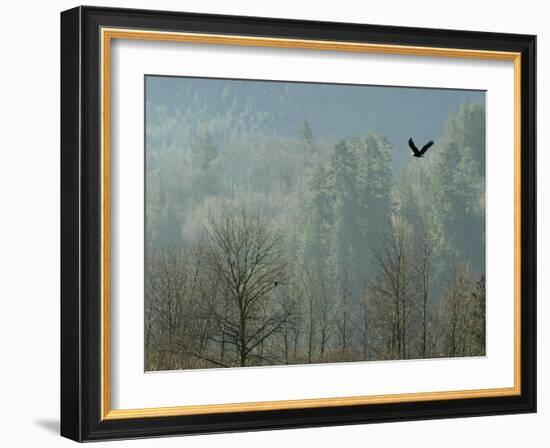 A Bald Eagle Flies Through the Mist High Above the Skagit River-null-Framed Photographic Print