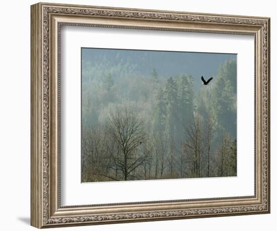 A Bald Eagle Flies Through the Mist High Above the Skagit River-null-Framed Photographic Print