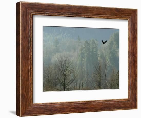 A Bald Eagle Flies Through the Mist High Above the Skagit River-null-Framed Photographic Print