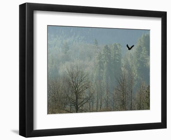 A Bald Eagle Flies Through the Mist High Above the Skagit River-null-Framed Photographic Print