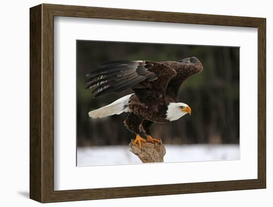 A Bald Eagle (Haliaeetus Leucocephalus) Taking Off.-Chris Hill-Framed Photographic Print