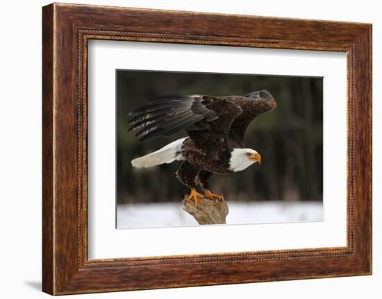 A Bald Eagle (Haliaeetus Leucocephalus) Taking Off.-Chris Hill-Framed Photographic Print