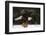 A Bald Eagle (Haliaeetus Leucocephalus) Taking Off.-Chris Hill-Framed Photographic Print