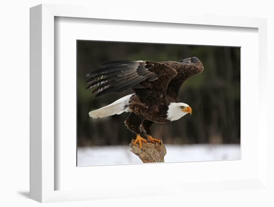 A Bald Eagle (Haliaeetus Leucocephalus) Taking Off.-Chris Hill-Framed Photographic Print