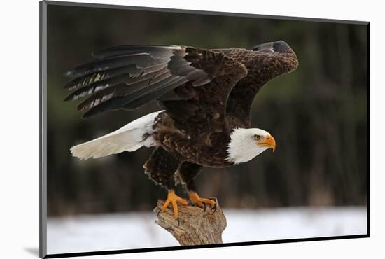 A Bald Eagle (Haliaeetus Leucocephalus) Taking Off.-Chris Hill-Mounted Photographic Print