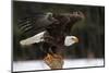 A Bald Eagle (Haliaeetus Leucocephalus) Taking Off.-Chris Hill-Mounted Photographic Print