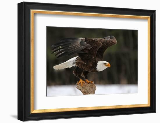A Bald Eagle (Haliaeetus Leucocephalus) Taking Off.-Chris Hill-Framed Photographic Print