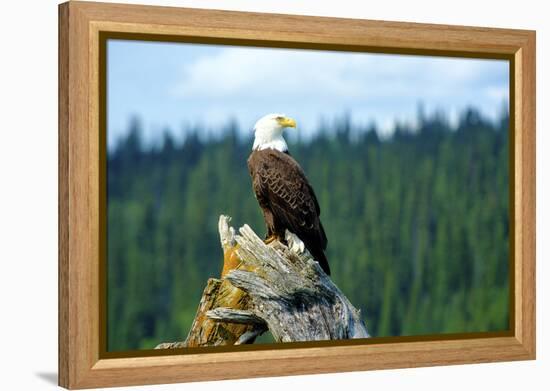 A bald eagle perching on a dead tree of Bowron Lake in Bowron Lake Provincial Park, B.C.-Richard Wright-Framed Premier Image Canvas