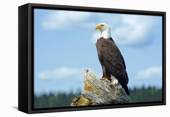 A Bald Eagle Perching on a Dead Tree Scans the Marsh of Bowron Lake-Richard Wright-Framed Premier Image Canvas