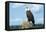 A Bald Eagle Perching on a Dead Tree Scans the Marsh of Bowron Lake-Richard Wright-Framed Premier Image Canvas