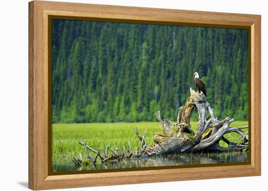 A Bald Eagle Perching on a Dead Tree Scans the Marsh of Bowron Lake-Richard Wright-Framed Premier Image Canvas