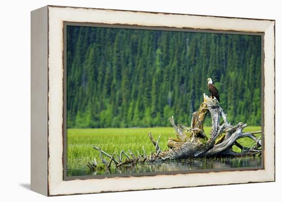 A Bald Eagle Perching on a Dead Tree Scans the Marsh of Bowron Lake-Richard Wright-Framed Premier Image Canvas