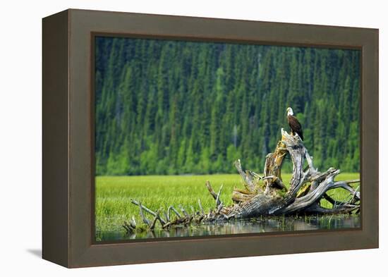 A Bald Eagle Perching on a Dead Tree Scans the Marsh of Bowron Lake-Richard Wright-Framed Premier Image Canvas