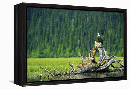 A Bald Eagle Perching on a Dead Tree Scans the Marsh of Bowron Lake-Richard Wright-Framed Premier Image Canvas