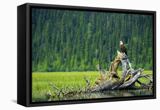 A Bald Eagle Perching on a Dead Tree Scans the Marsh of Bowron Lake-Richard Wright-Framed Premier Image Canvas