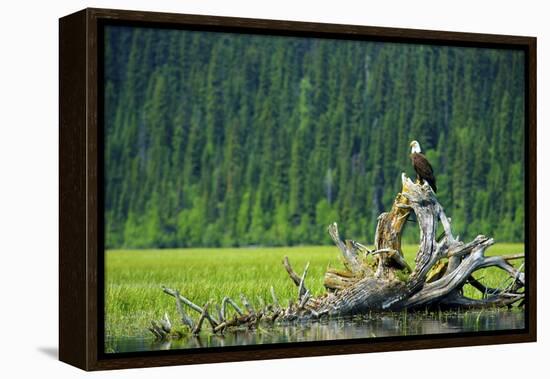 A Bald Eagle Perching on a Dead Tree Scans the Marsh of Bowron Lake-Richard Wright-Framed Premier Image Canvas
