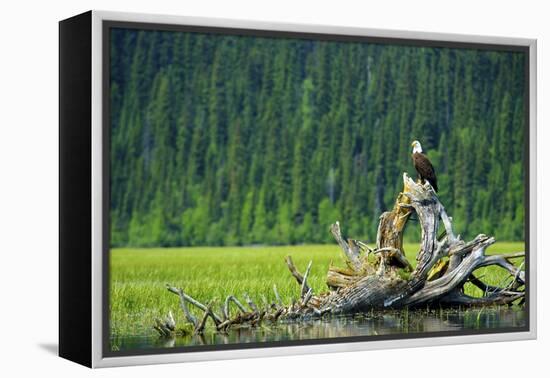 A Bald Eagle Perching on a Dead Tree Scans the Marsh of Bowron Lake-Richard Wright-Framed Premier Image Canvas