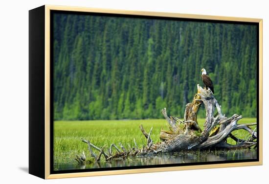 A Bald Eagle Perching on a Dead Tree Scans the Marsh of Bowron Lake-Richard Wright-Framed Premier Image Canvas