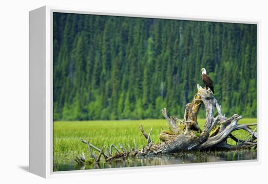A Bald Eagle Perching on a Dead Tree Scans the Marsh of Bowron Lake-Richard Wright-Framed Premier Image Canvas