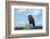 A Bald Eagle Perching on a Dead Tree Scans the Marsh of Bowron Lake-Richard Wright-Framed Photographic Print